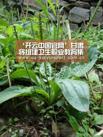 开云官方平台