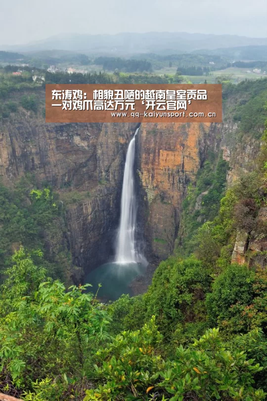 东涛鸡:相貌丑陋的越南皇室贡品 一对鸡爪高达万元‘开云官网’(图3) 开云综合服务